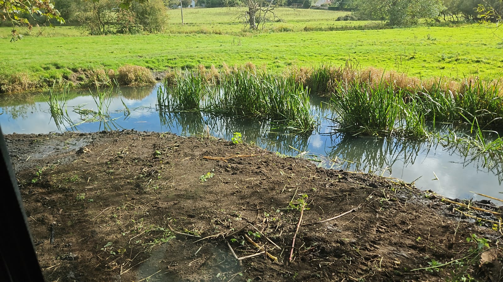 Pond edge cleared of scrub