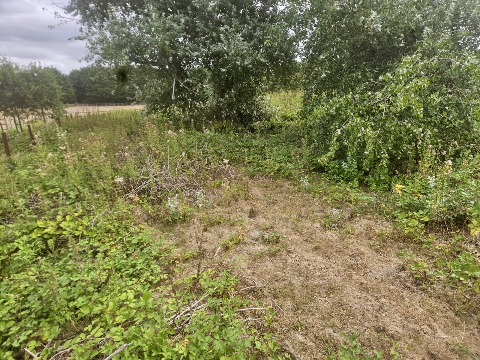 Paddock overgrown before works